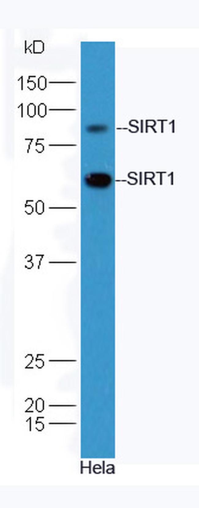 SIRT1 Antibody in Western Blot (WB)