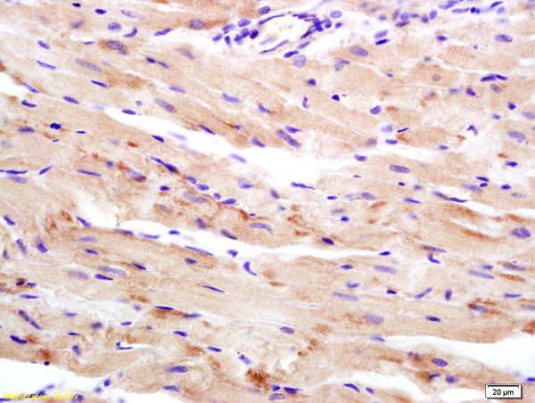 WDR26 Antibody in Immunohistochemistry (Paraffin) (IHC (P))