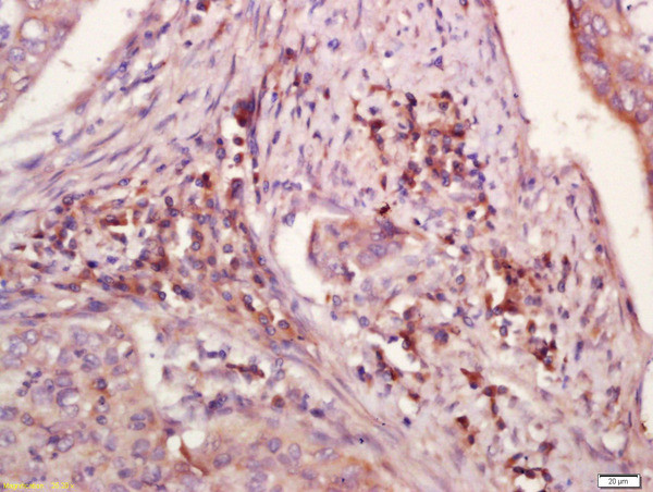 WDR26 Antibody in Immunohistochemistry (Paraffin) (IHC (P))