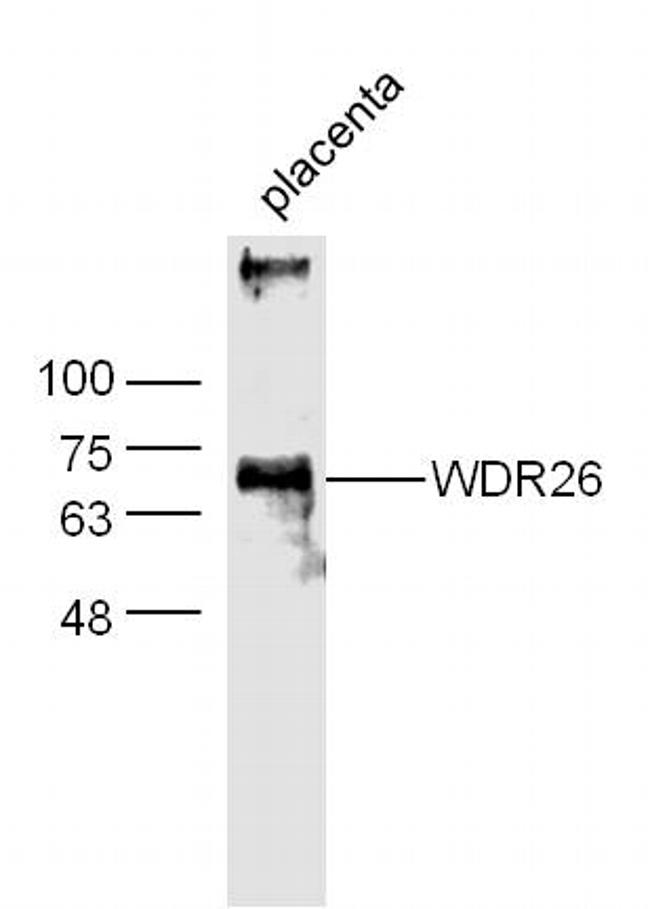 WDR26 Antibody in Western Blot (WB)