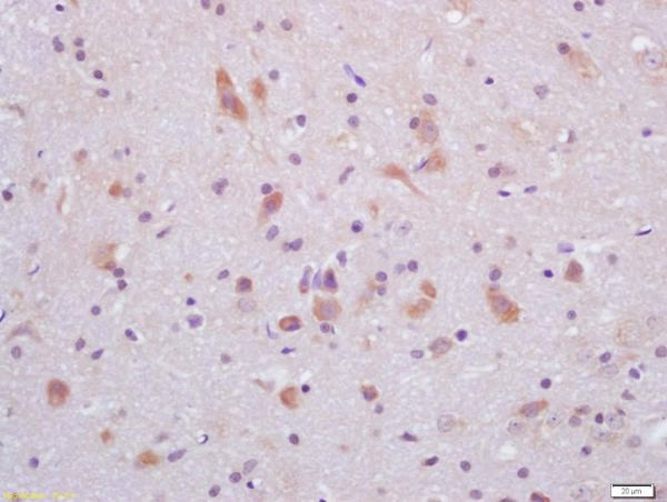 GLP-1 Antibody in Immunohistochemistry (Paraffin) (IHC (P))