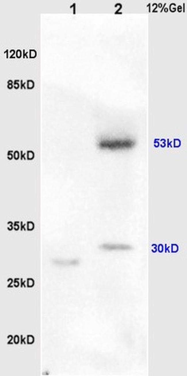 LPLUNC1 Antibody in Western Blot (WB)