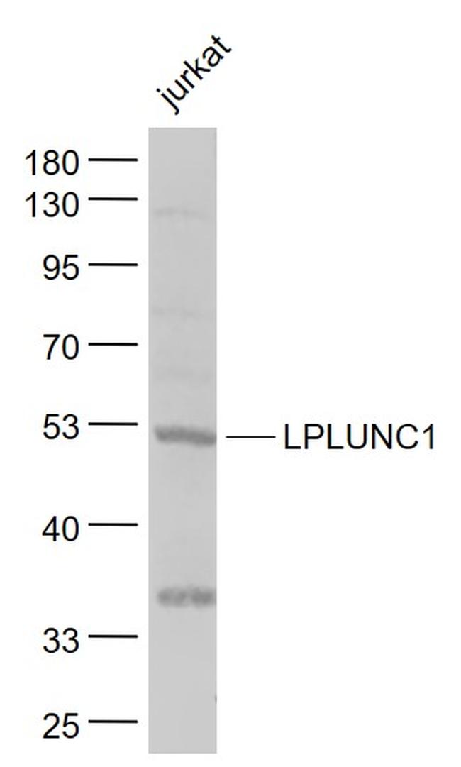 LPLUNC1 Antibody in Western Blot (WB)