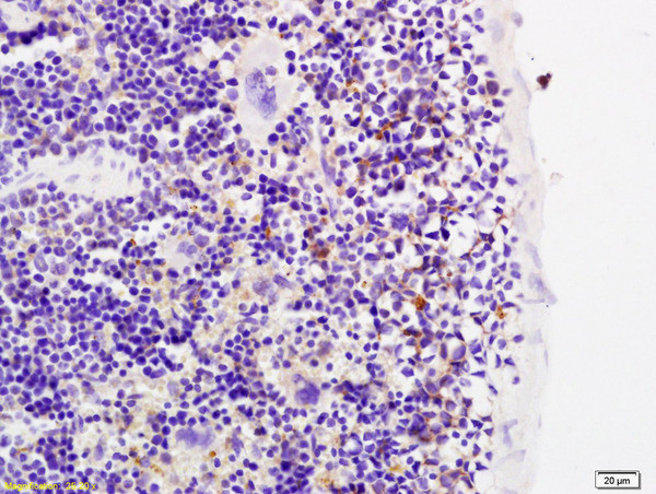 MMP-20 Antibody in Immunohistochemistry (Paraffin) (IHC (P))