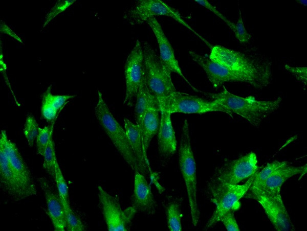 Transferrin receptor Antibody in Immunocytochemistry (ICC/IF)