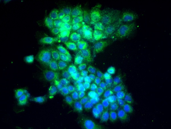 E cadherin Antibody in Immunocytochemistry (ICC/IF)