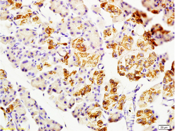 CNPase Antibody in Immunohistochemistry (Paraffin) (IHC (P))