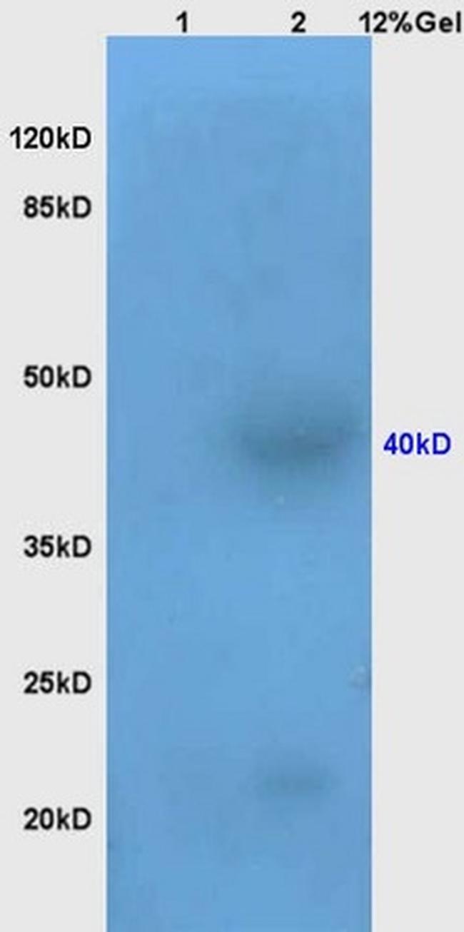 AVPR2 Antibody in Western Blot (WB)