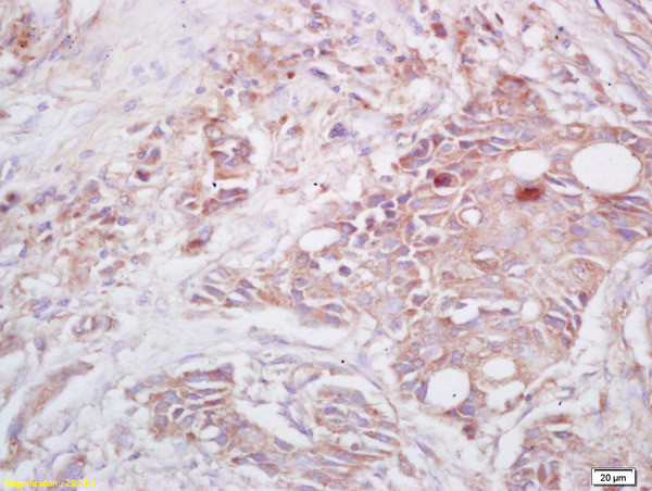 CIAS1 Antibody in Immunohistochemistry (Paraffin) (IHC (P))