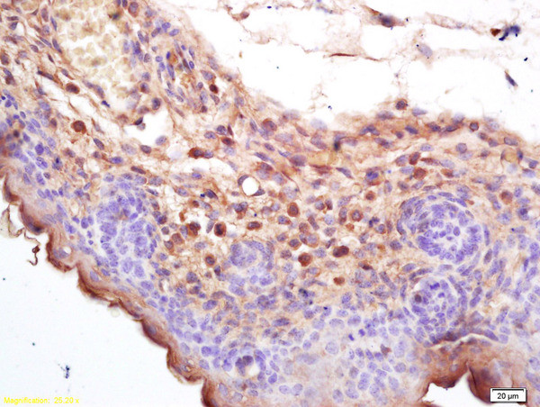 CIAS1 Antibody in Immunohistochemistry (Paraffin) (IHC (P))