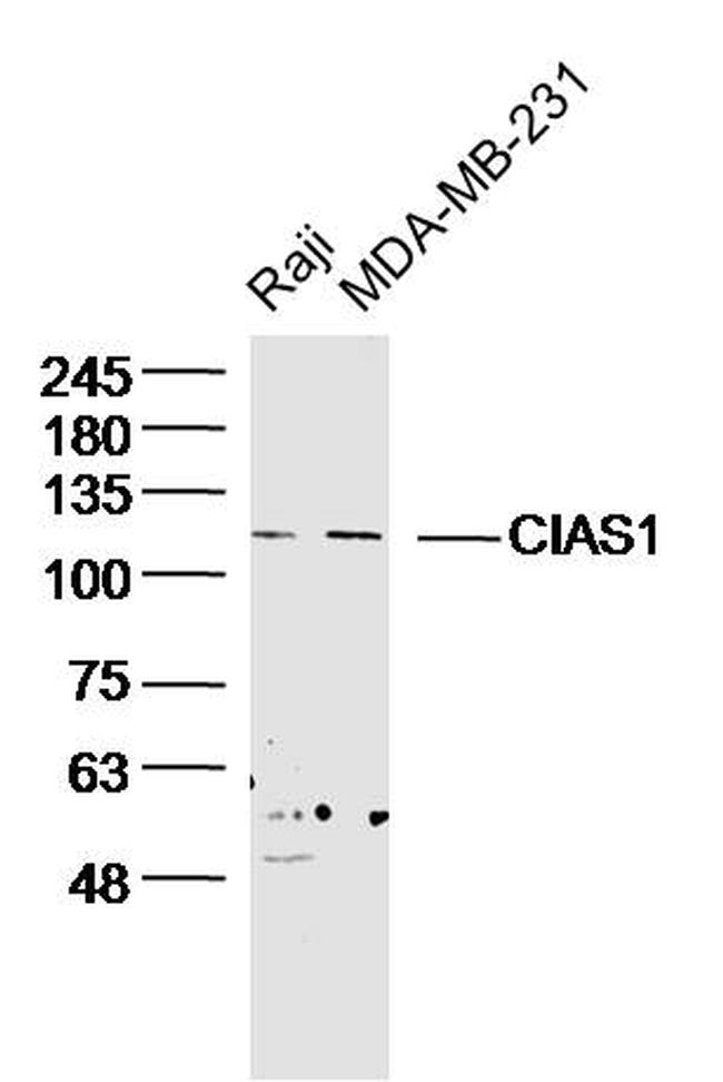 CIAS1 Antibody in Western Blot (WB)