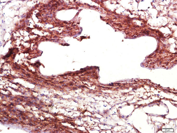 Alpha s2 Casein Antibody in Immunohistochemistry (Paraffin) (IHC (P))