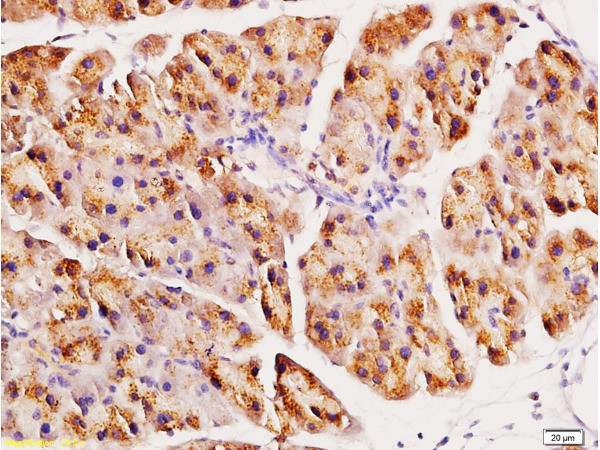 ACE2 Antibody in Immunohistochemistry (Paraffin) (IHC (P))