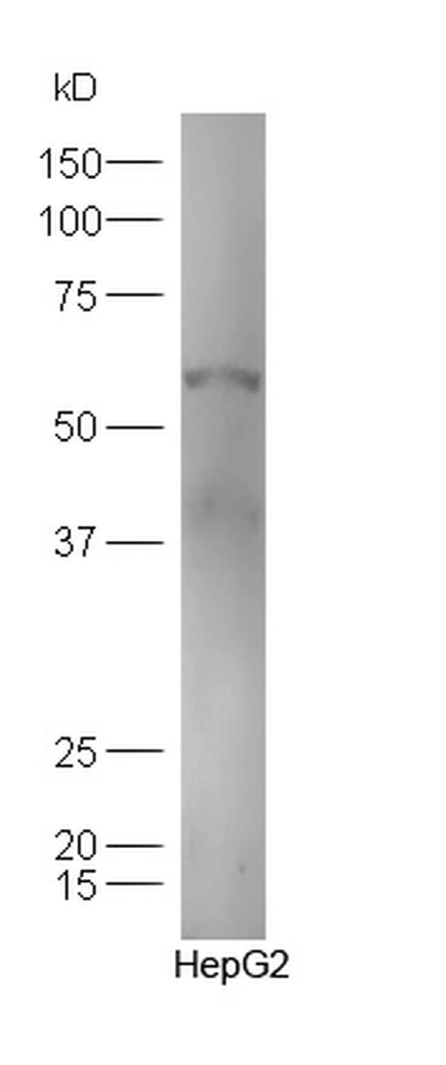 TXA2R Antibody in Western Blot (WB)