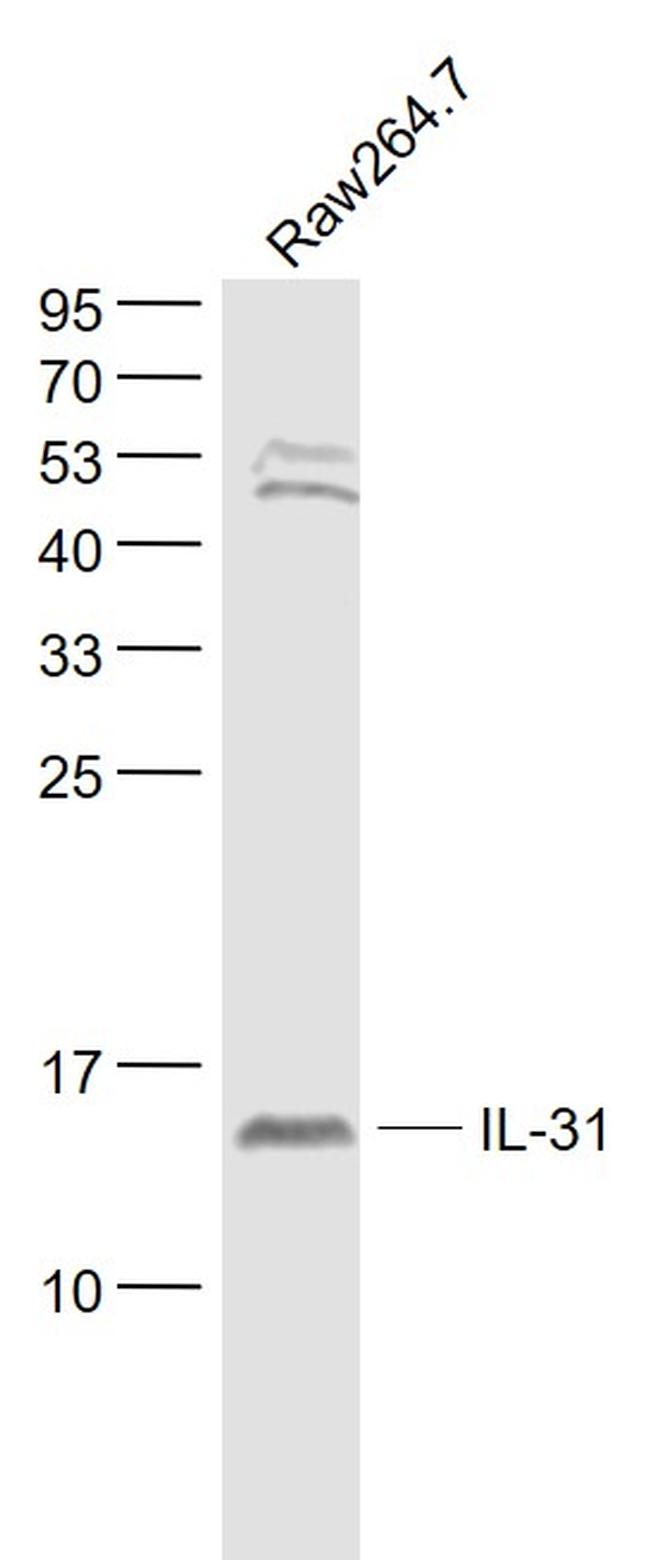 IL-31 Antibody in Western Blot (WB)