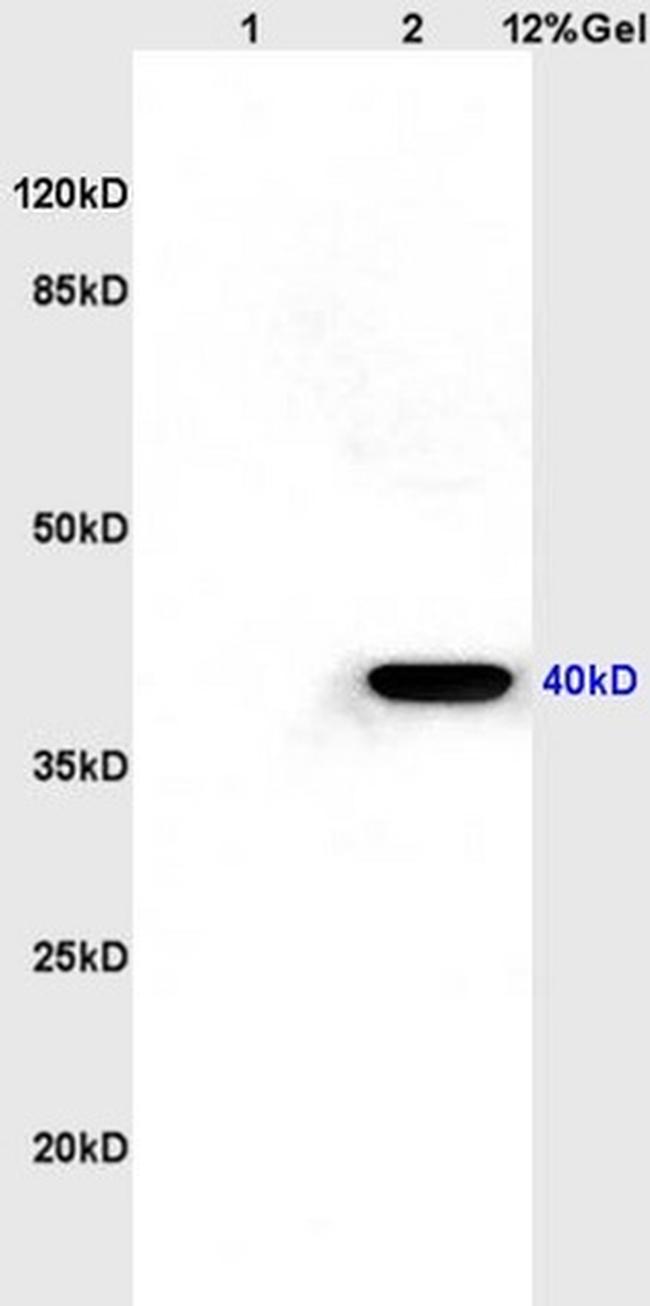 CXCR1 Antibody in Western Blot (WB)