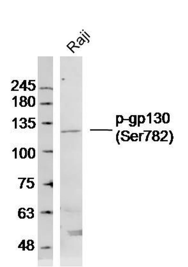 Phospho-gp130 (Ser782) Antibody in Western Blot (WB)