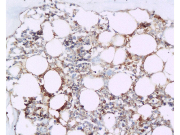 BMP2 Antibody in Immunohistochemistry (Paraffin) (IHC (P))