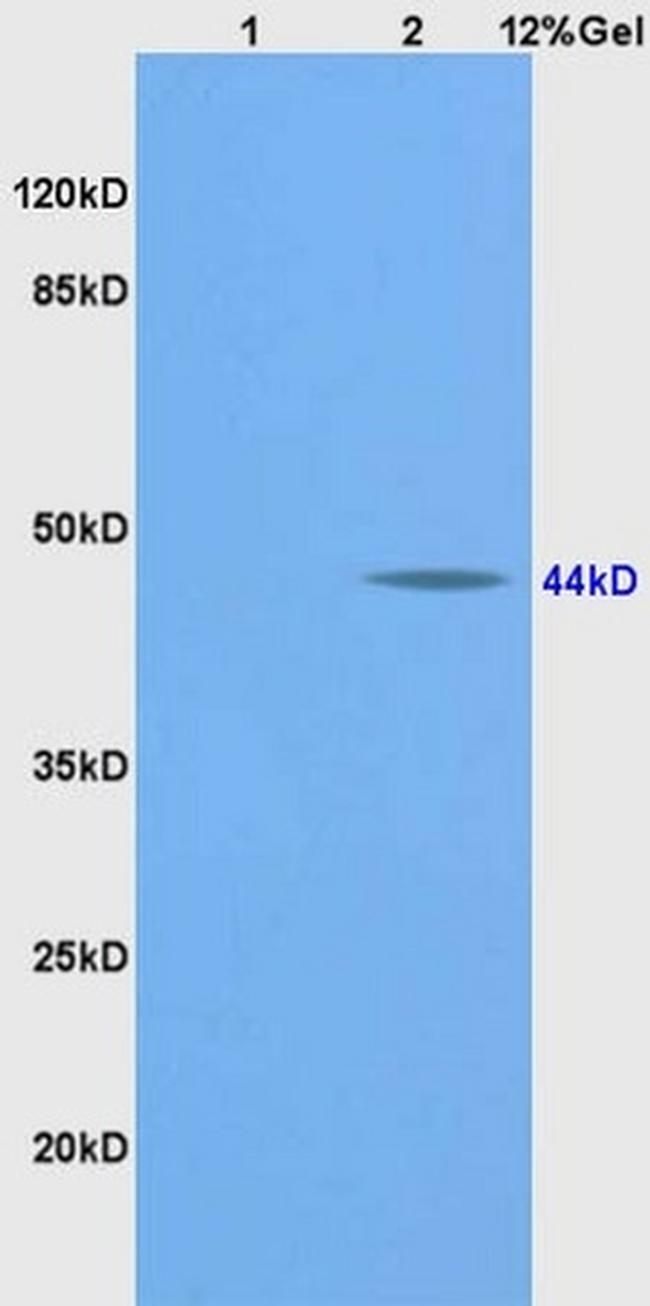 BMP2 Antibody in Western Blot (WB)