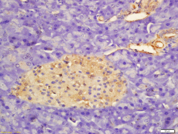 APOD Antibody in Immunohistochemistry (Paraffin) (IHC (P))