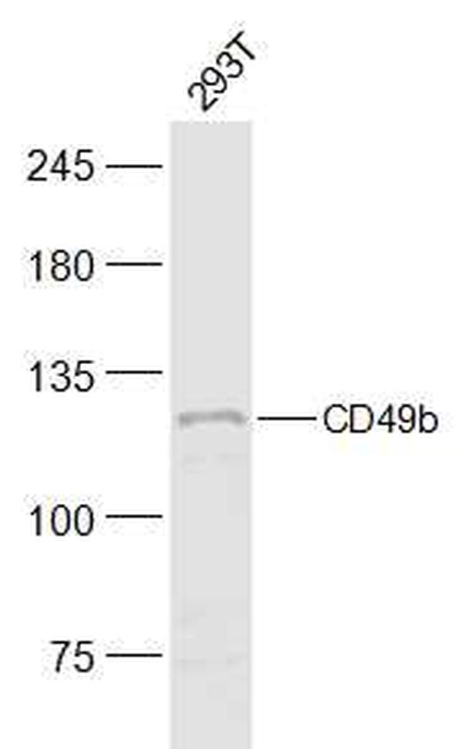 Integrin alpha 2/CD49b Antibody in Western Blot (WB)