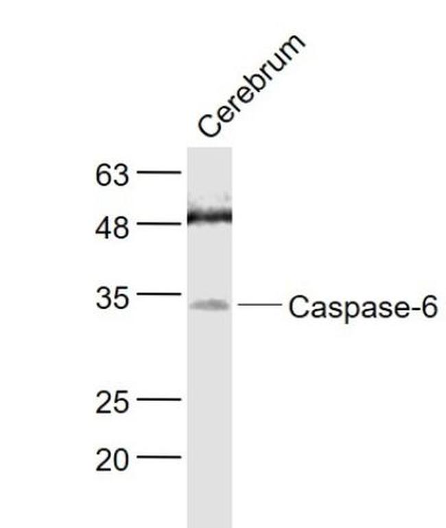 Caspase-6 subunit p11 Antibody in Western Blot (WB)