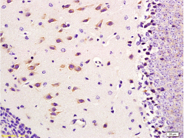 CD11b, CD11c Antibody in Immunohistochemistry (Paraffin) (IHC (P))