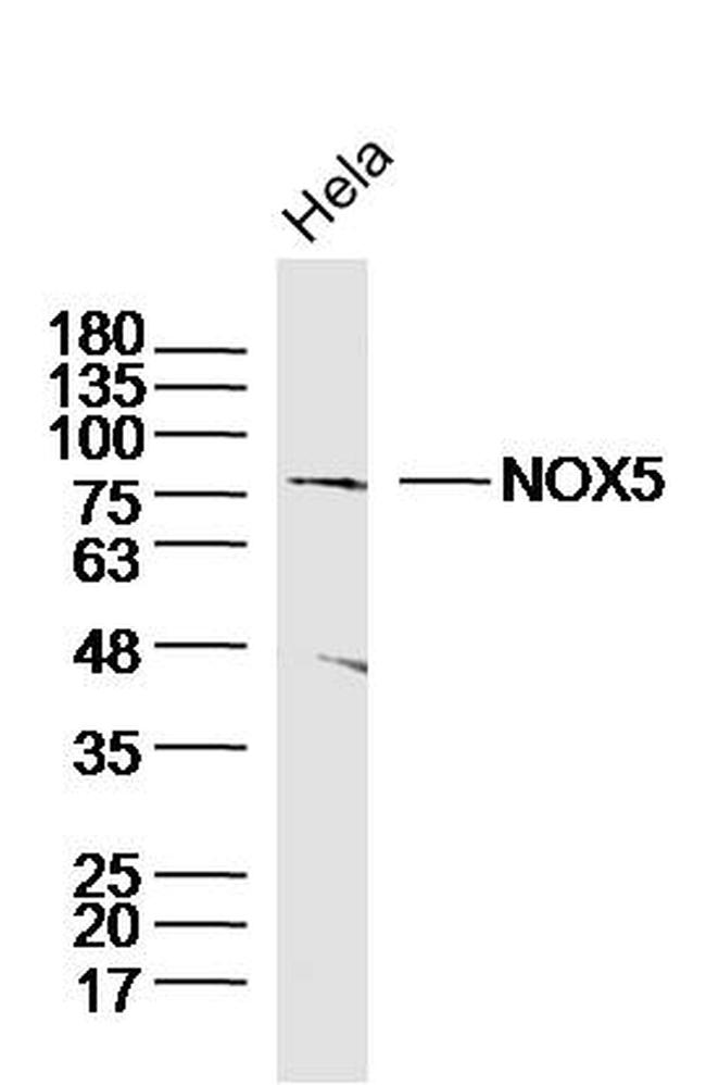 NOX5 Antibody in Western Blot (WB)