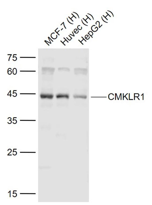 CMKLR1 Antibody in Western Blot (WB)