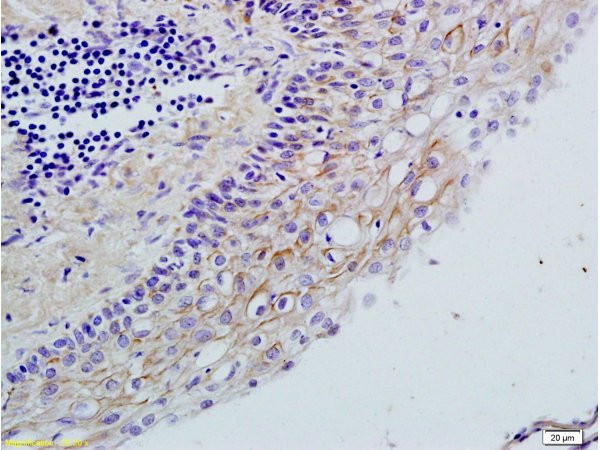 TLR2 Antibody in Immunohistochemistry (Paraffin) (IHC (P))