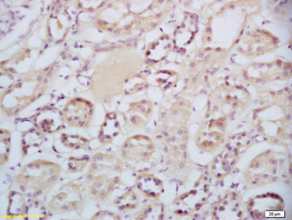 Sclerostin Antibody in Immunohistochemistry (Paraffin) (IHC (P))