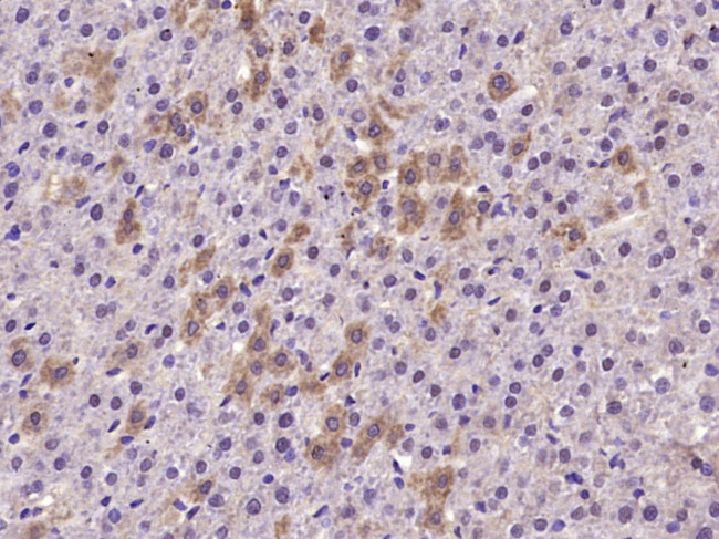 TrkA Antibody in Immunohistochemistry (Paraffin) (IHC (P))