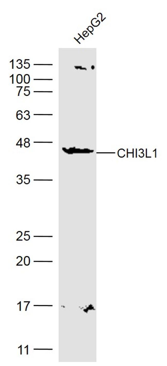 CHI3L1 Antibody in Western Blot (WB)