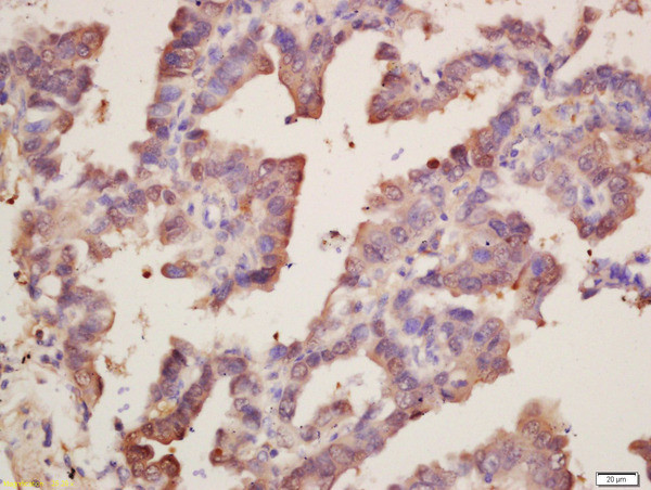 SOD1 Antibody in Immunohistochemistry (Paraffin) (IHC (P))