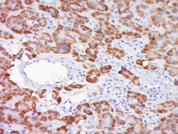 SOD1 Antibody in Immunohistochemistry (Paraffin) (IHC (P))