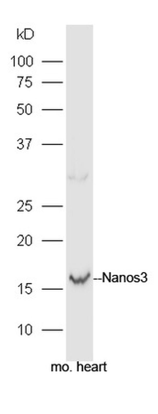 Nanos3 Antibody in Western Blot (WB)