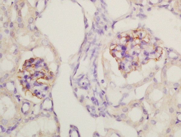 Nephrin Antibody in Immunohistochemistry (Paraffin) (IHC (P))