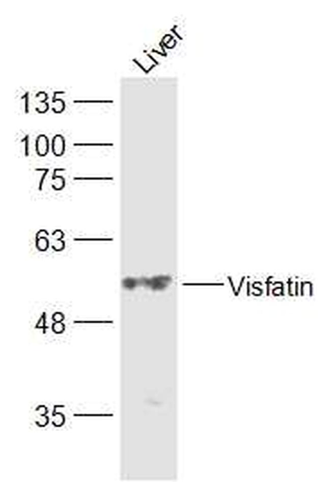 Visfatin Antibody in Western Blot (WB)