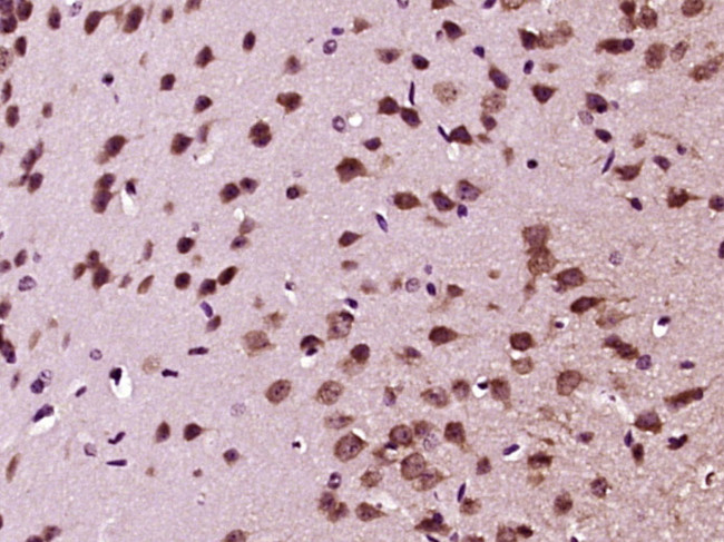 GDNF Antibody in Immunohistochemistry (Paraffin) (IHC (P))