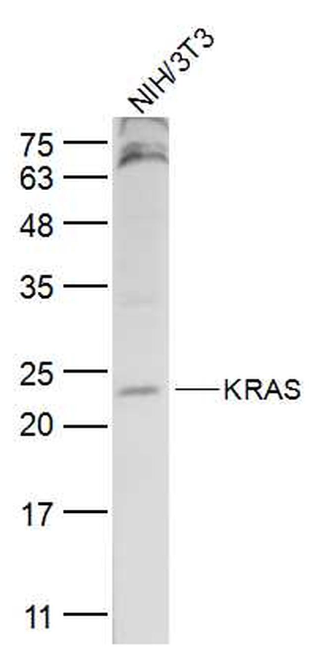 KRAS Antibody in Western Blot (WB)