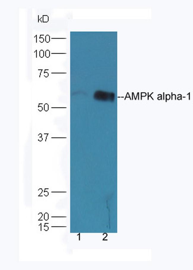 AMPK alpha-1 Antibody in Western Blot (WB)