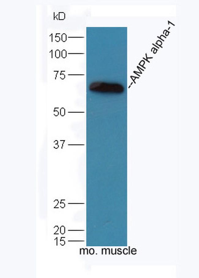 AMPK alpha-1 Antibody in Western Blot (WB)