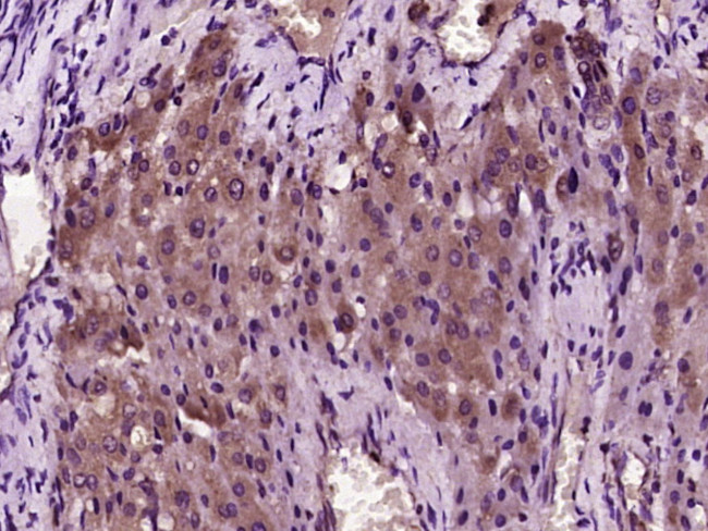 Hepcidin 25 Antibody in Immunohistochemistry (Paraffin) (IHC (P))