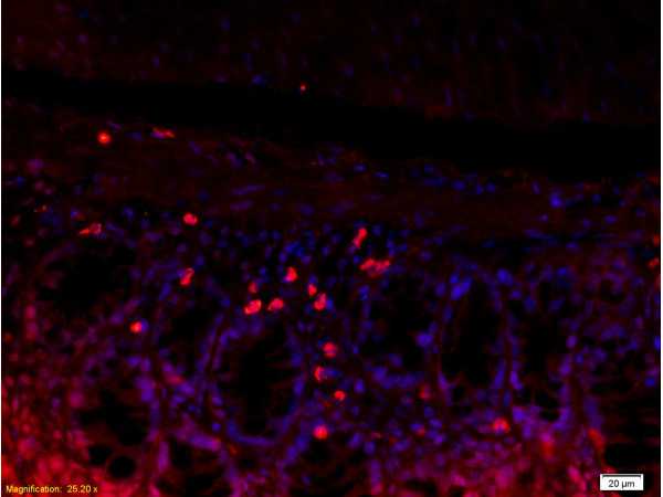 CD62L Antibody in Immunohistochemistry (Paraffin) (IHC (P))