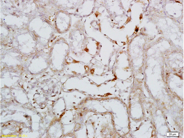 CD62L Antibody in Immunohistochemistry (Paraffin) (IHC (P))