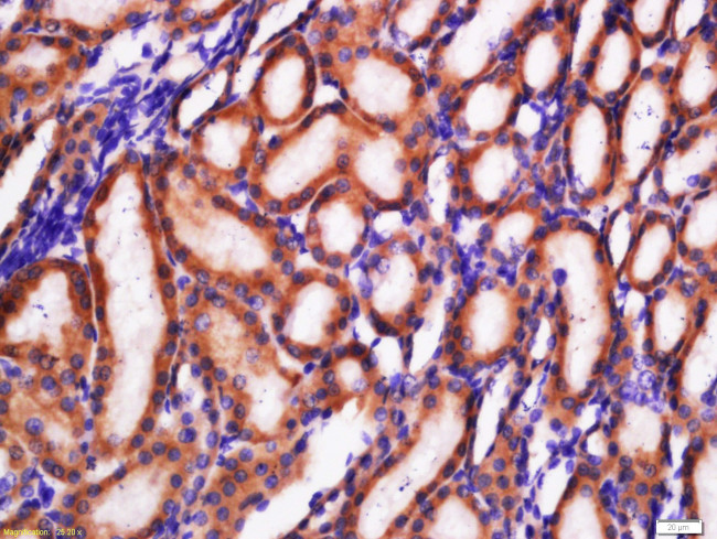 GLUT2 Antibody in Immunohistochemistry (Paraffin) (IHC (P))