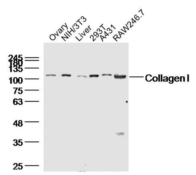 Collagen 1 Antibody in Western Blot (WB)