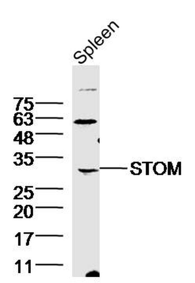 Stomatin Antibody in Western Blot (WB)