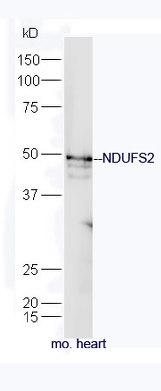 NDUFS2 Antibody in Western Blot (WB)