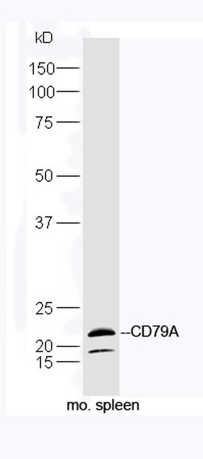 CD79A Antibody in Western Blot (WB)